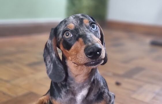 caobelleireiro