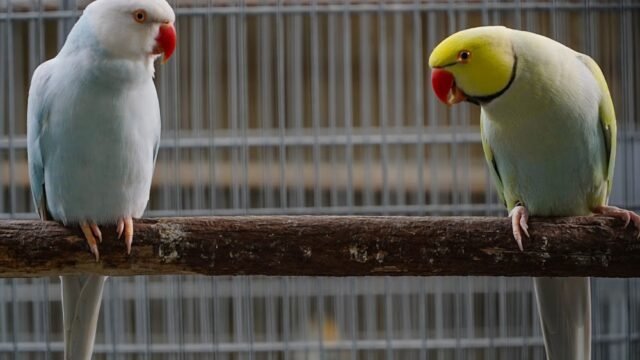 colina-das-aves