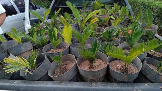 dna-florestal—sitio-primavera