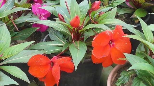 green-garden