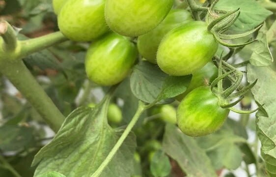hortifruti-sao-bento