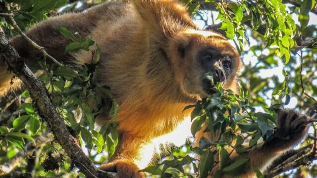 observacao-de-muriquis-pe-carlos-botelho—muriqui-monkey-adventures
