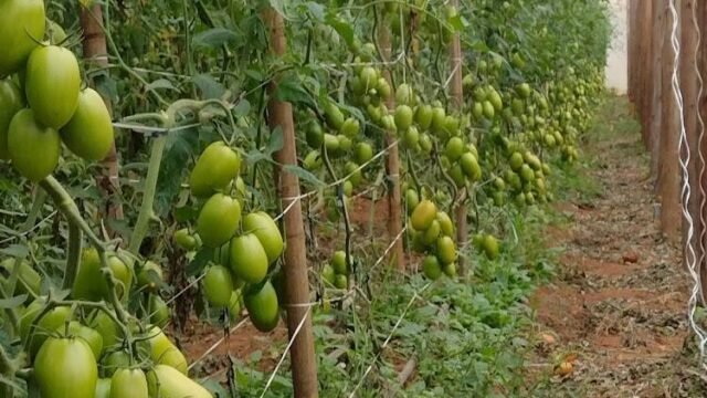 organicos-bom-jesus