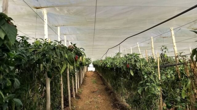 sitio-bedelegue-tomate-grape-doce-sabor